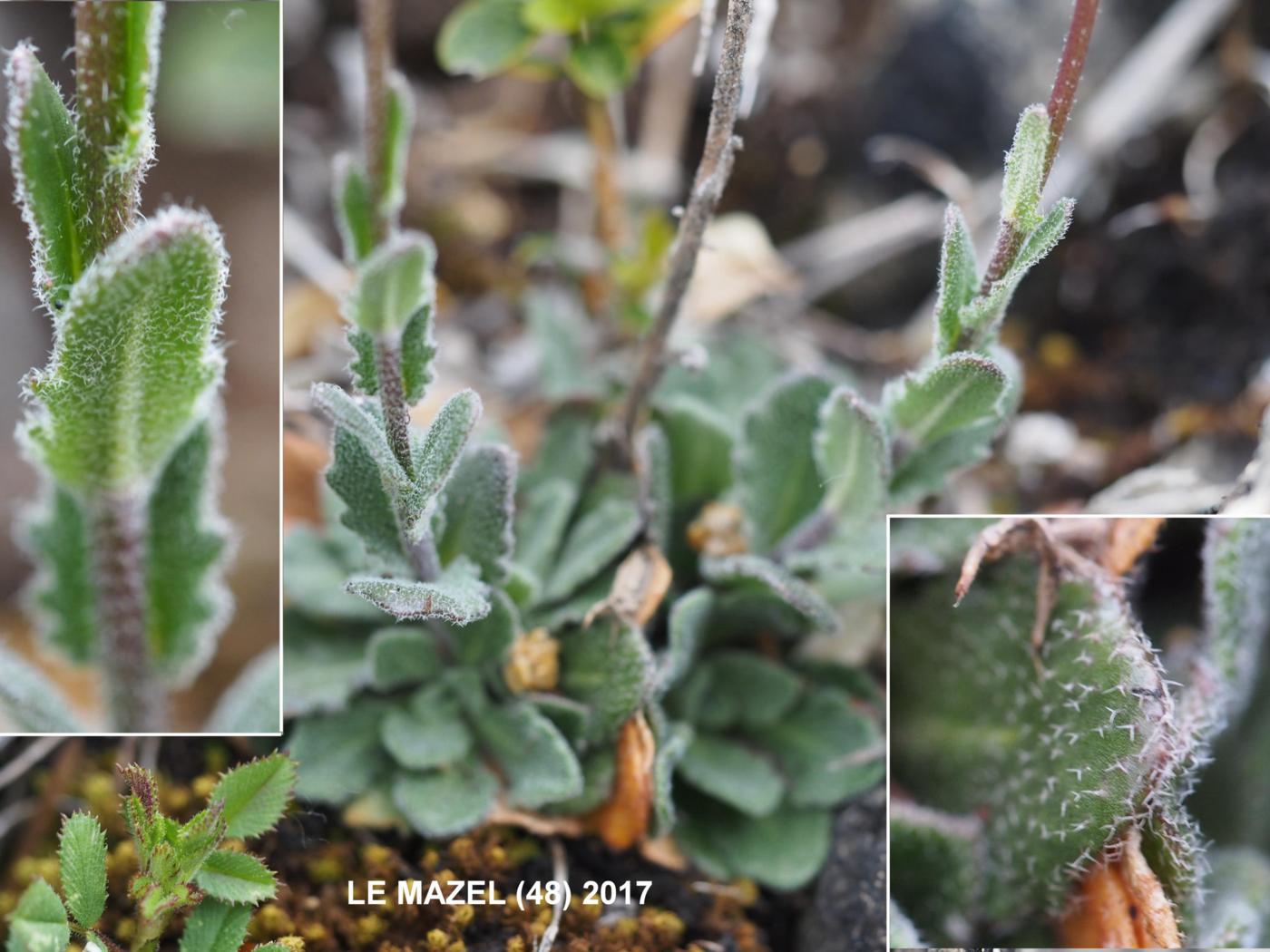 Rock-cress, [Hilly] leaf